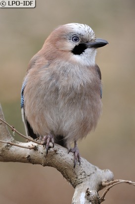Geai des chênes