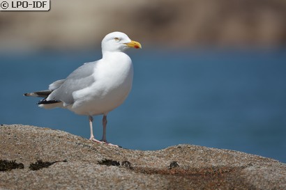 Goéland argenté