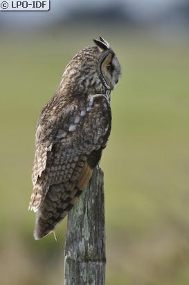 Hibou moyen-duc