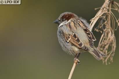 Moineau domestique
