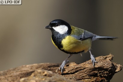 Mésange charbonnière