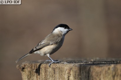 Mésange nonnette