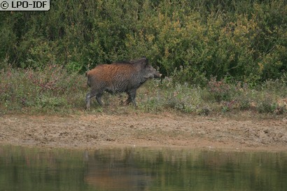 Sanglier