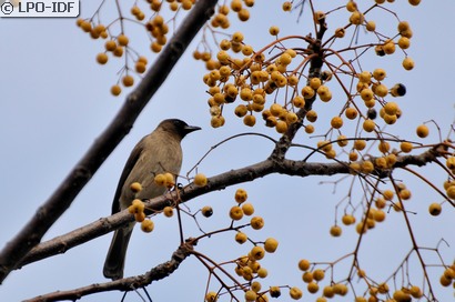 Bulbul des jardins