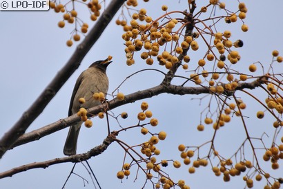 Bulbul des jardins