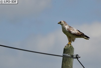 Buse variable