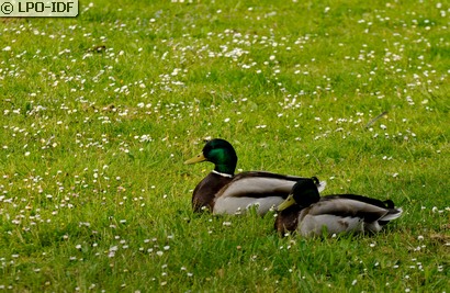 Canard colvert