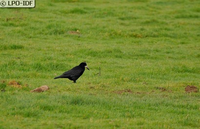 Corbeau freux