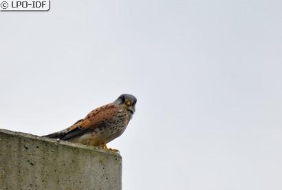 Faucon crécerelle