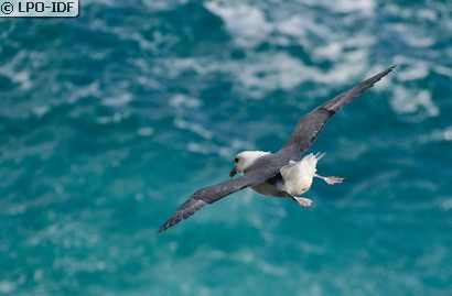 Fulmar boréal