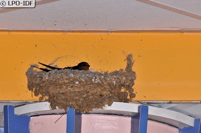 Hirondelle rustique