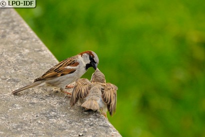 Moineau domestique