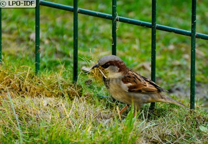 Moineau domestique