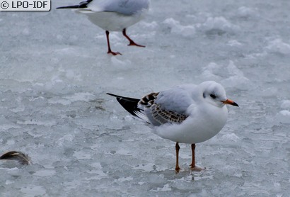 Mouette rieuse