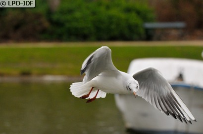 Mouette rieuse
