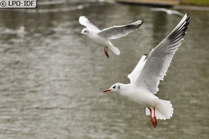 Mouette rieuse