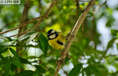 Mésange nord-africaine