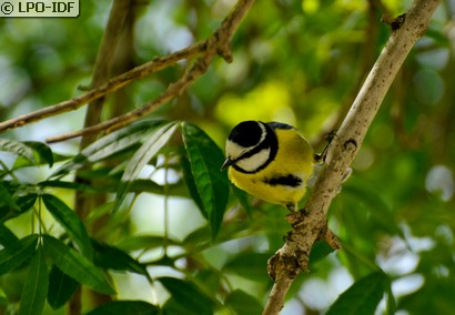 Mésange nord-africaine