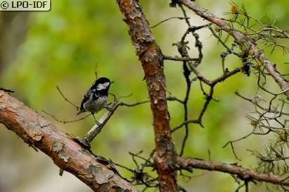 Mésange noire