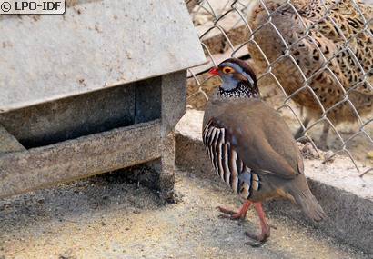 Perdrix gambra