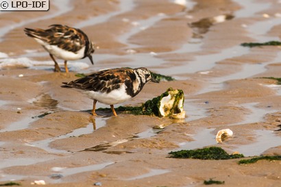 Tournepierre à collier