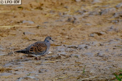 Tourterelle des bois