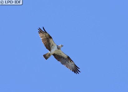 Balbuzard pêcheur