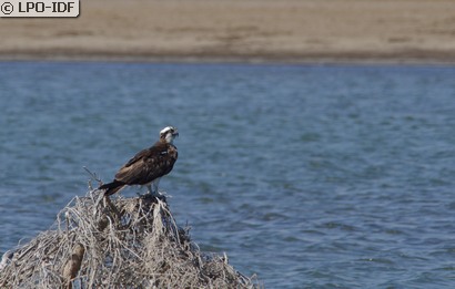Balbuzard pêcheur