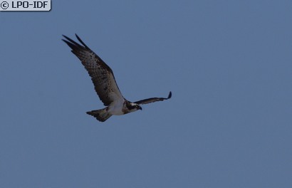 Balbuzard pêcheur