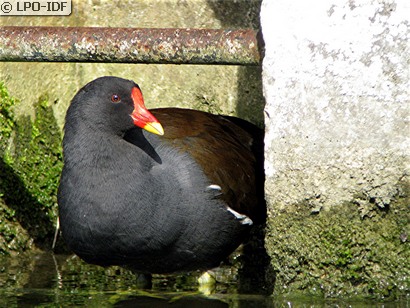 Gallinule poule-d'eau