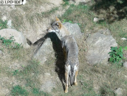 Loup