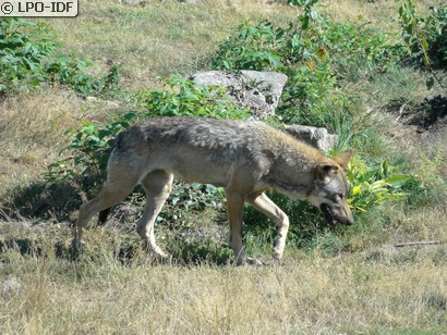 Loup