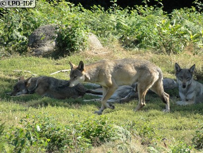 Loup
