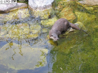 Loutre commune