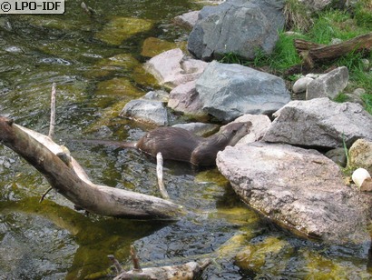 Loutre commune