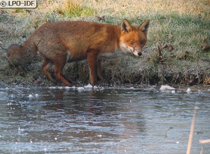 Renard roux