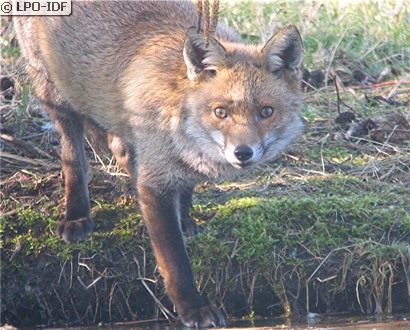 Renard roux