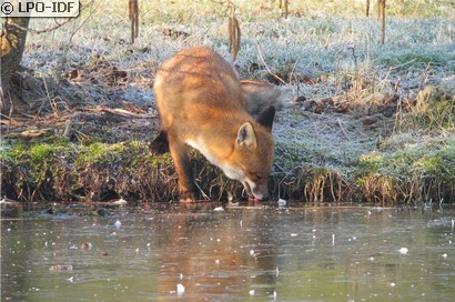Renard roux