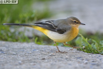 Bergeronnette des ruisseaux