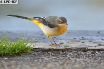 Bergeronnette des ruisseaux