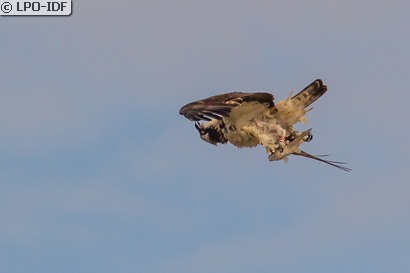 Balbuzard pêcheur