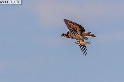 Balbuzard pêcheur