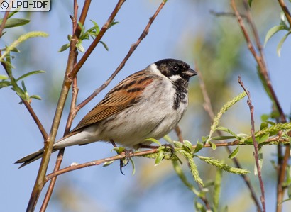 Bruant des roseaux