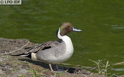 Canard pilet