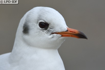 Mouette rieuse