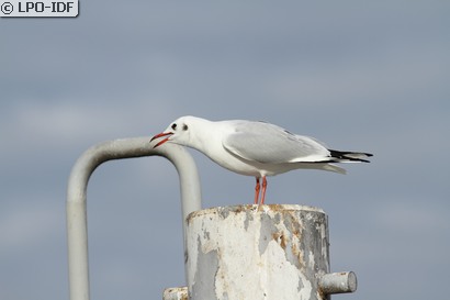 Mouette rieuse