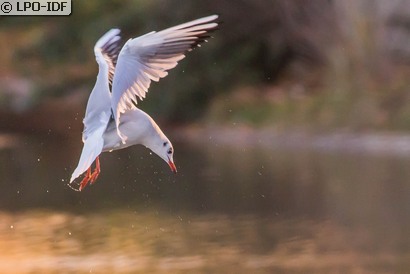 Mouette rieuse