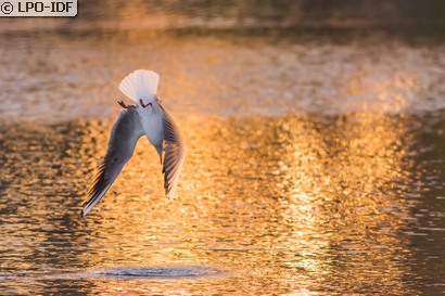 Mouette rieuse