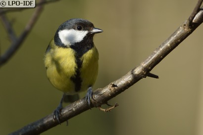Mésange charbonnière