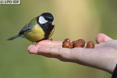 Mésange charbonnière